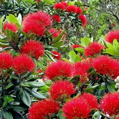 Metrosideros excelsa - Metrosidero, fire tree, pohutokawa (in maori), new zealand christmas tree