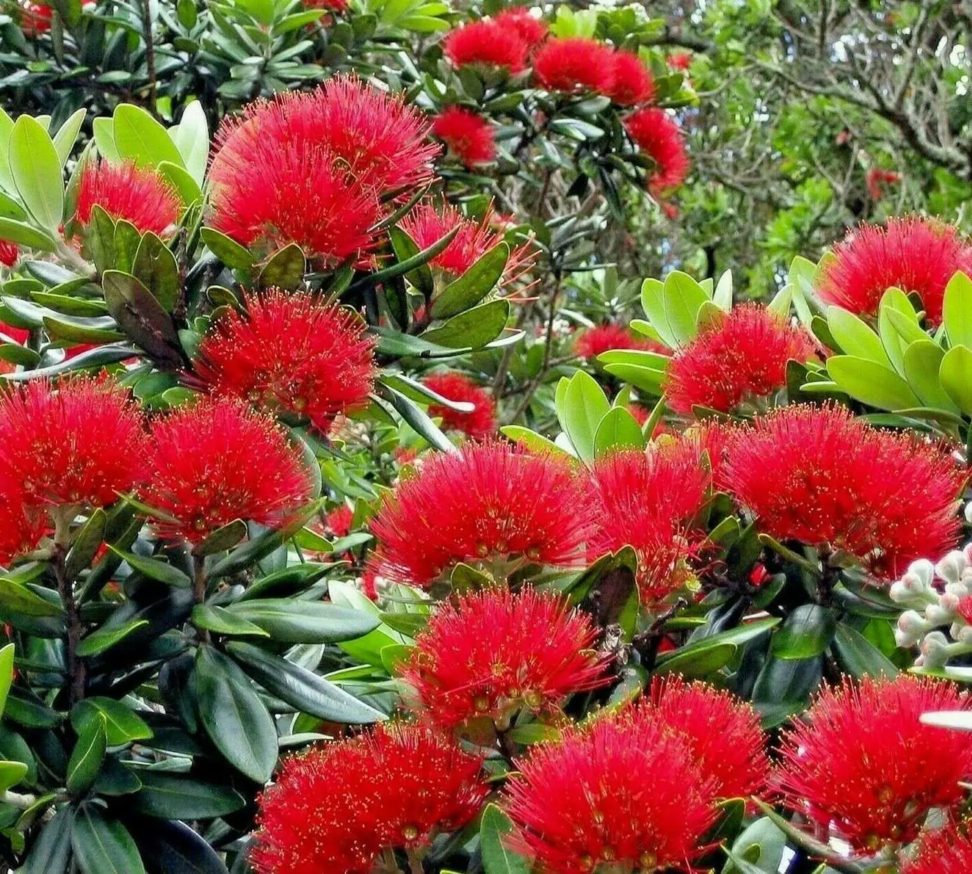 Metrosideros excelsa - Metrosidero, fire tree, pohutokawa (in maori), new zealand christmas tree