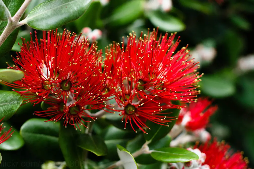 Metrosideros excelsa - Metrosidero, fire tree, pohutokawa (in maori), new zealand christmas tree - Image 5