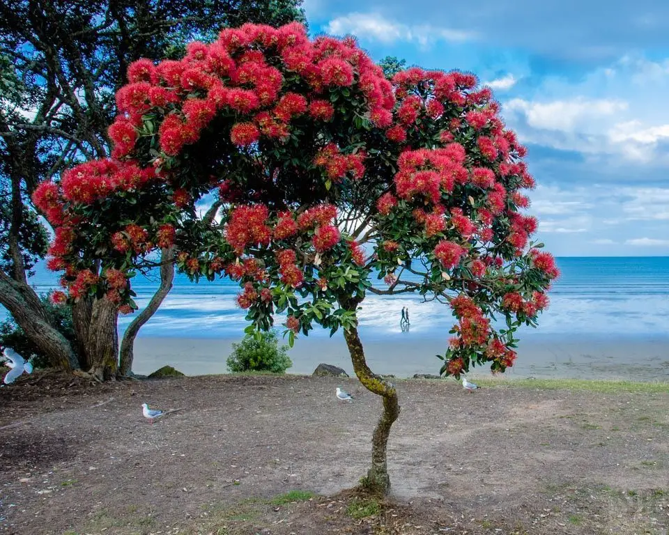 Metrosideros excelsa - Metrosidero, fire tree, pohutokawa (in maori), new zealand christmas tree - Image 6