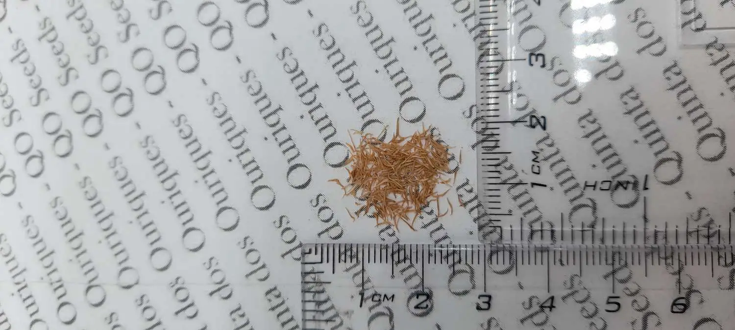 Metrosideros excelsa - Metrosidero, fire tree, pohutokawa (in maori), new zealand christmas tree - Image 7