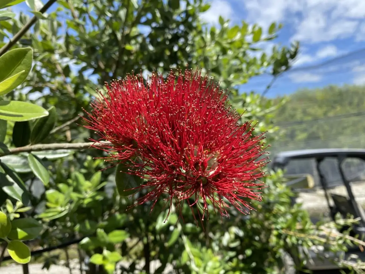 Metrosideros excelsa - Metrosidero, fire tree, pohutokawa (in maori), new zealand christmas tree - Image 9