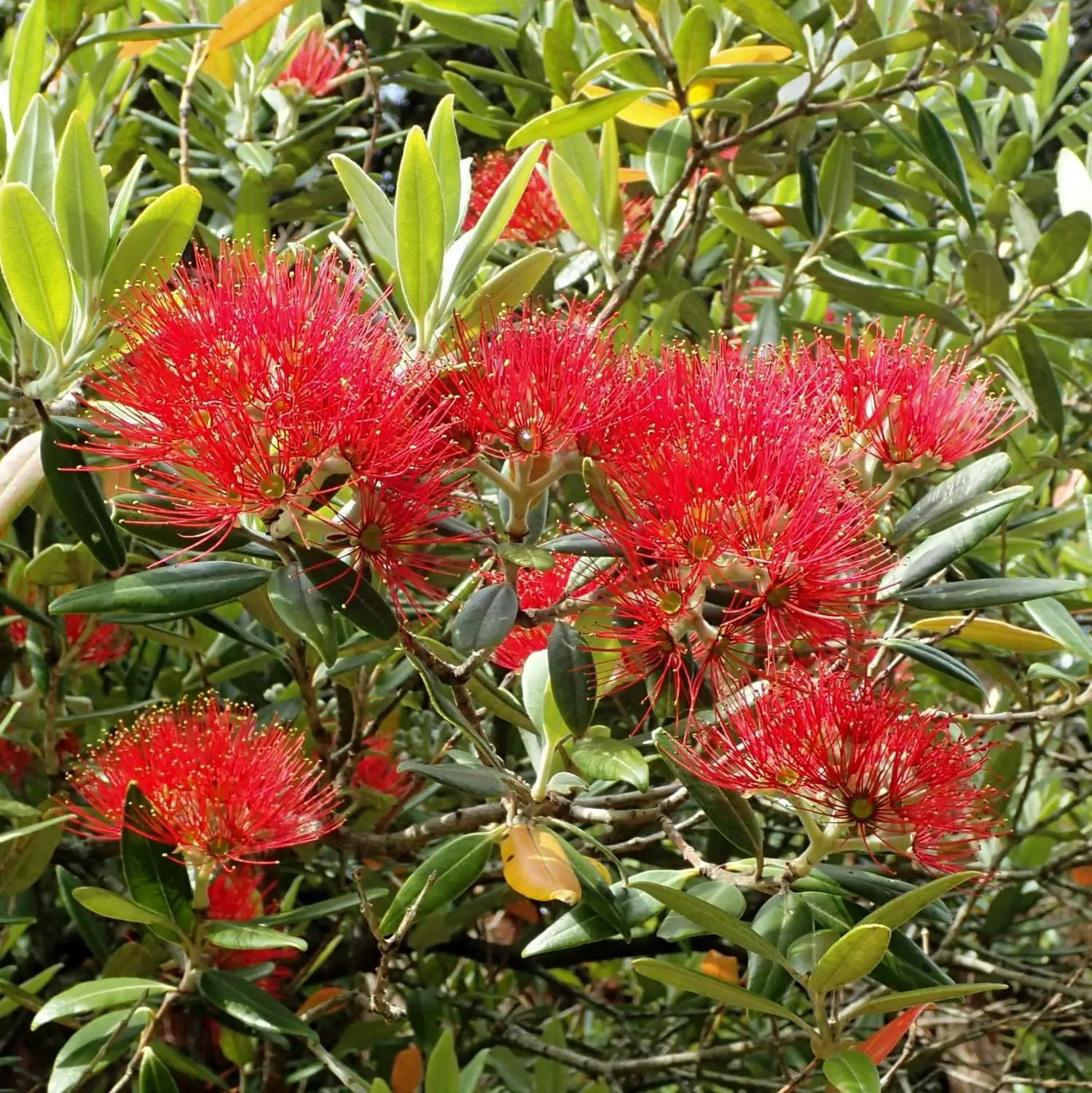 Metrosideros excelsa - Metrosidero, fire tree, pohutokawa (in maori), new zealand christmas tree - Image 10