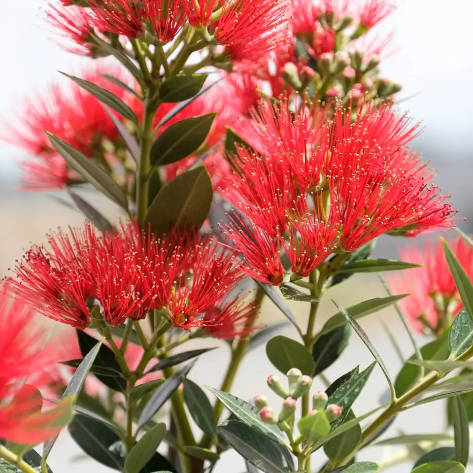 Metrosideros excelsa - Metrosidero, fire tree, pohutokawa (in maori), new zealand christmas tree - Image 11