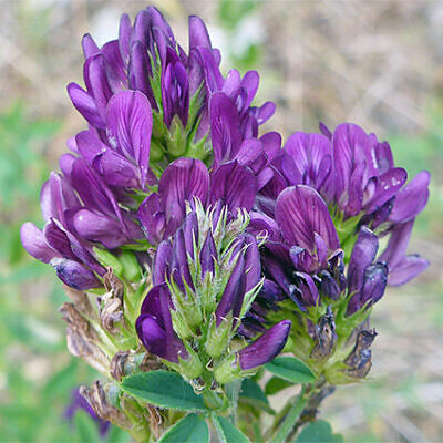Medicago sativa - Lucerne and alfalfa