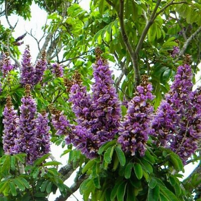 Millettia grandis - Umzimbeet