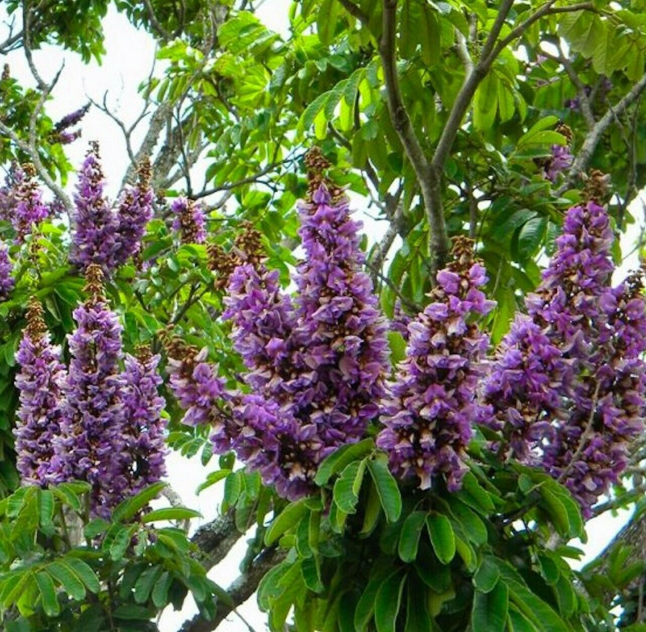 Millettia grandis - Umzimbeet