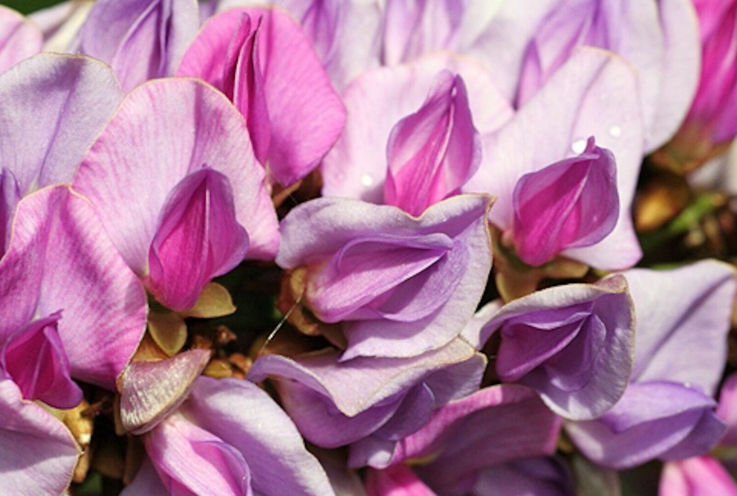 Millettia grandis - Umzimbeet - Image 3