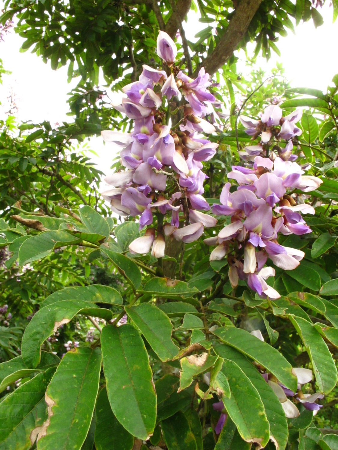 Millettia grandis - Umzimbeet - Image 5