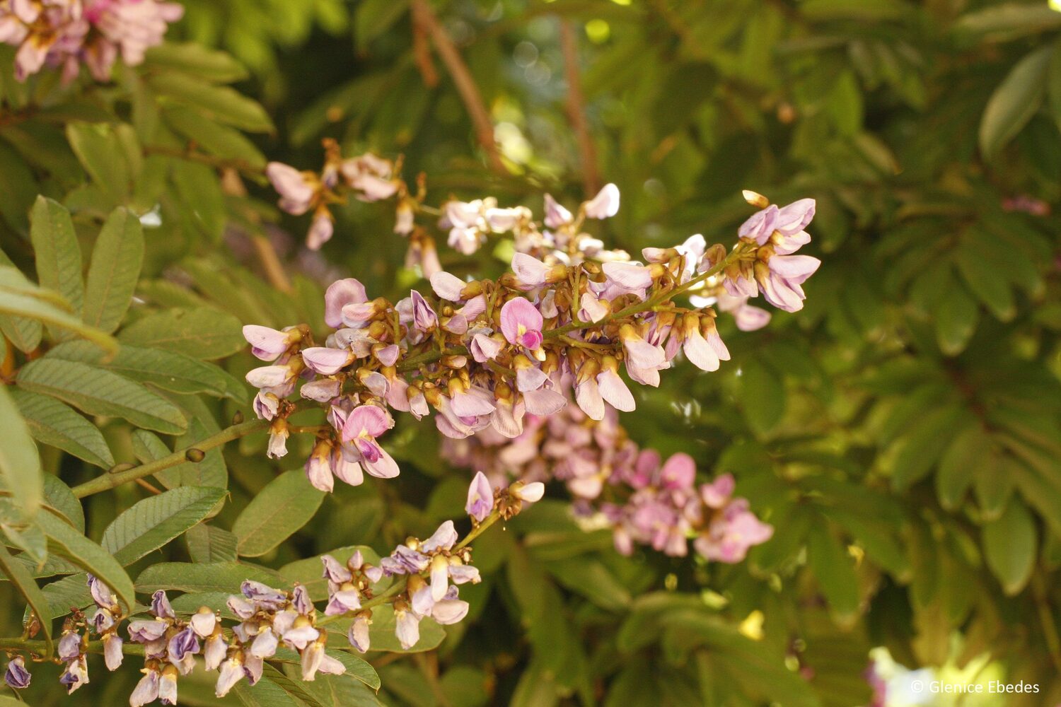 Millettia grandis - Umzimbeet - Image 6