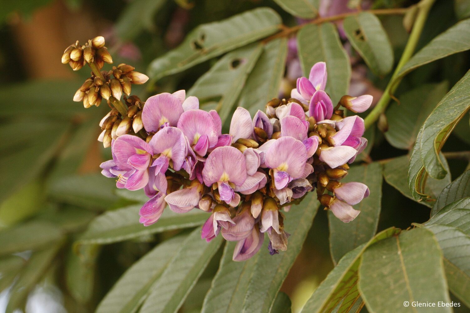 Millettia grandis - Umzimbeet - Image 8