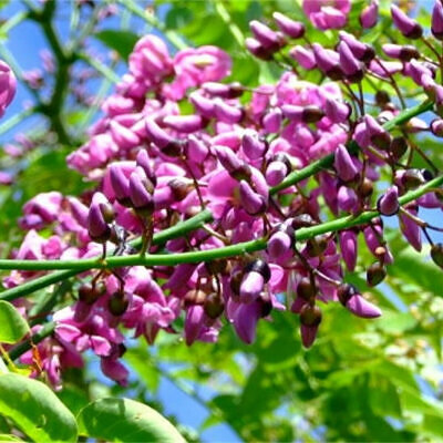 Millettia pinnata / Pongamia pinnata - Indian Beech Tree, Honge Tree