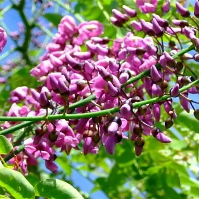 Millettia pinnata / Pongamia pinnata - Indian Beech Tree, Honge Tree