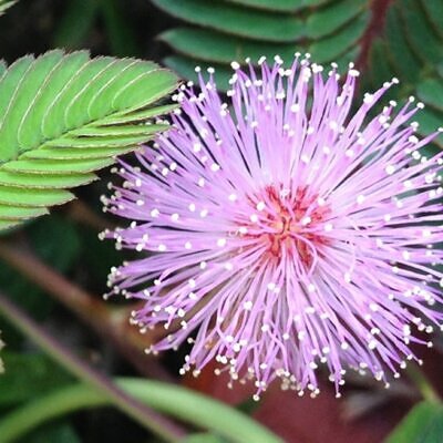 Mimosa pudica - Sensitive Plant, Sleepy Plant, Action Plant, Touch-me-not, Shameplant