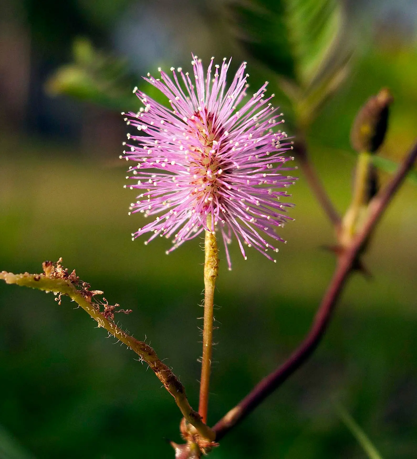 Mimosa pudica - Sensitive Plant, Touch-Me-Not Plant, Shameplant, Sleeping Grass, Humble Plant - Image 3
