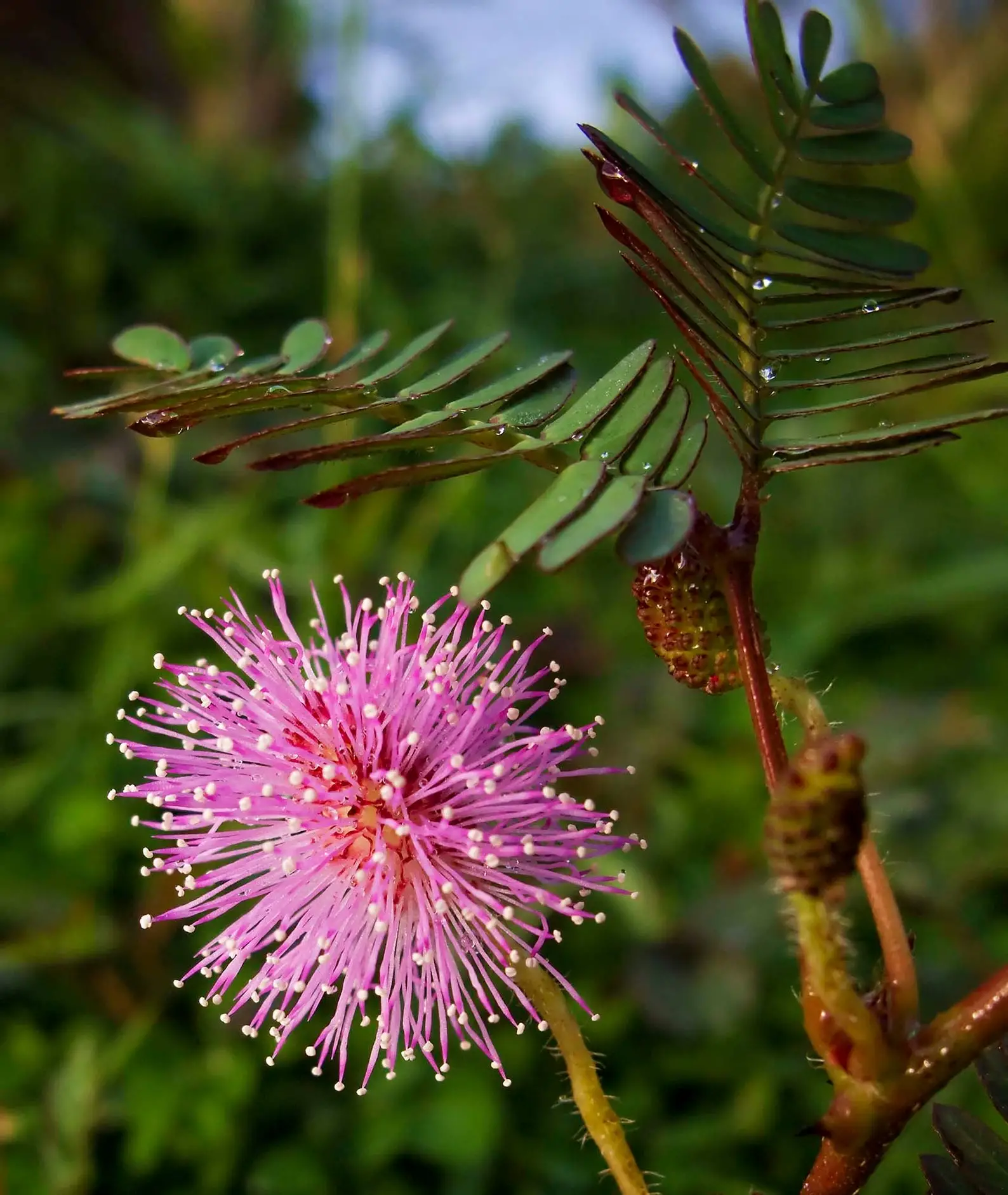 Mimosa pudica - Sensitive Plant, Touch-Me-Not Plant, Shameplant, Sleeping Grass, Humble Plant - Image 5