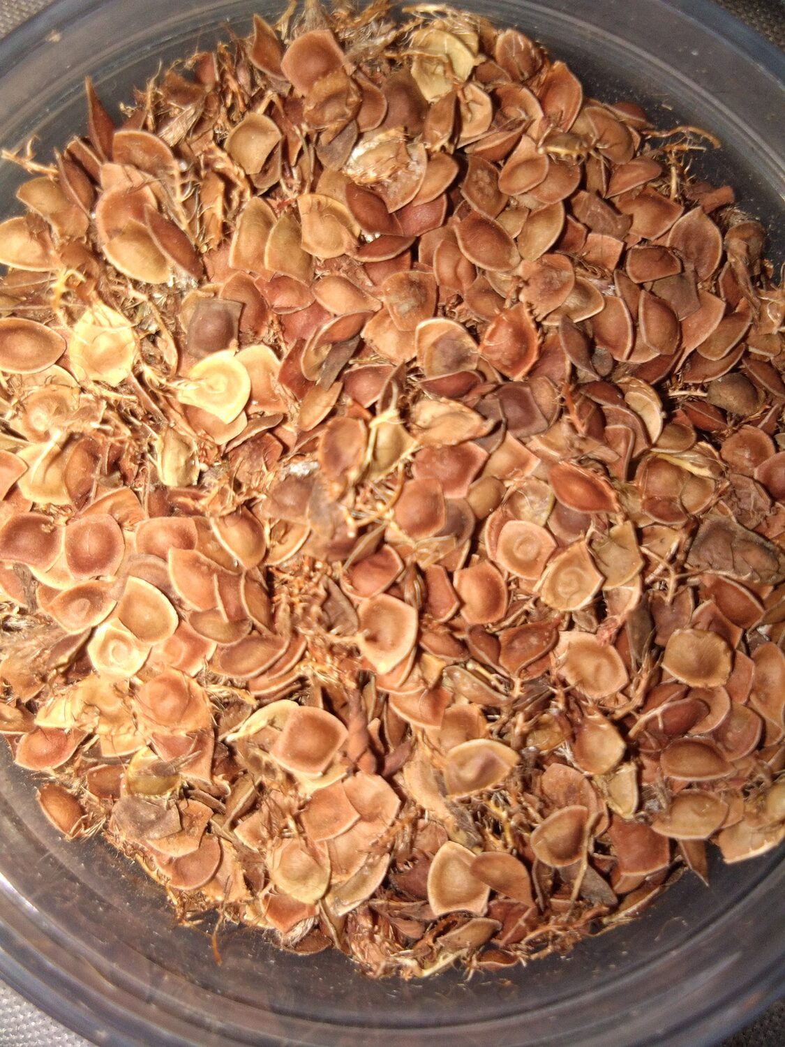 Mimosa pudica - Sensitive Plant, Sleepy Plant, Action Plant, Touch-me-not, Shameplant - Image 6