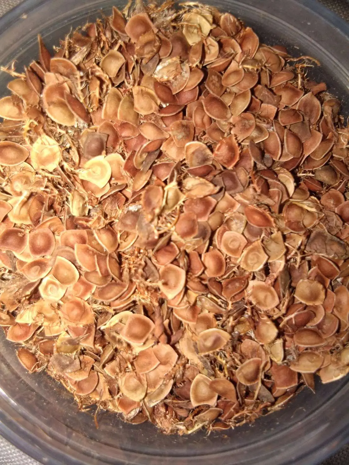 Mimosa pudica - Sensitive Plant, Touch-Me-Not Plant, Shameplant, Sleeping Grass, Humble Plant - Image 6