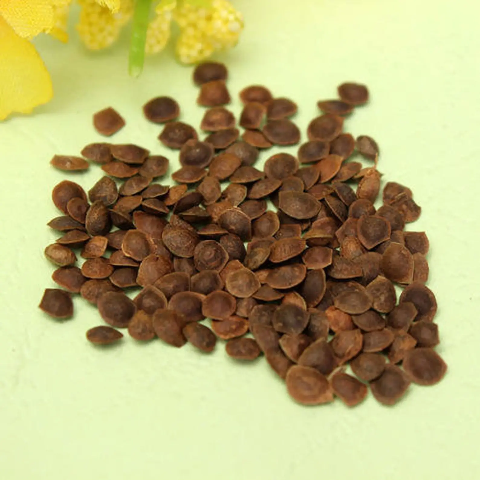 Mimosa pudica - Sensitive Plant, Touch-Me-Not Plant, Shameplant, Sleeping Grass, Humble Plant - Image 7