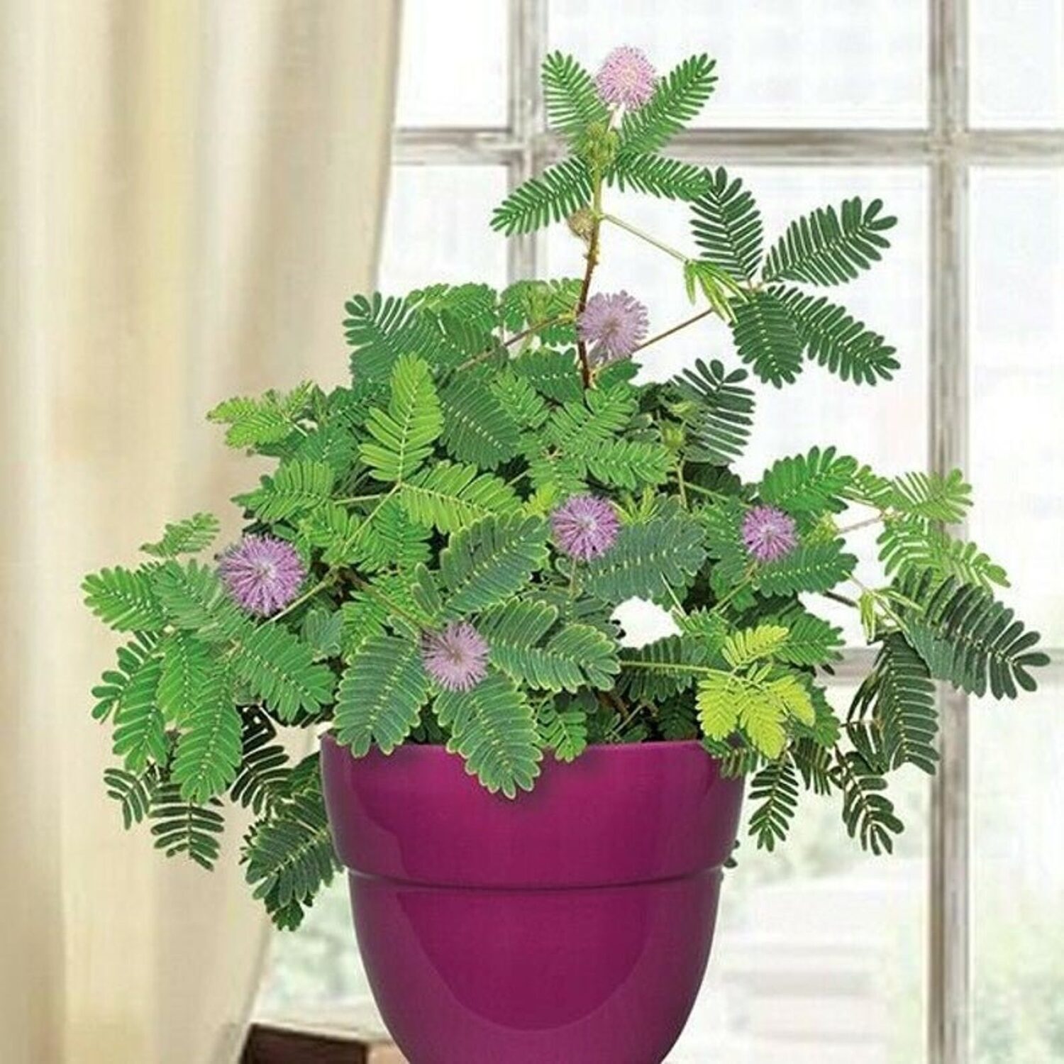 Mimosa pudica - Sensitive Plant, Sleepy Plant, Action Plant, Touch-me-not, Shameplant - Image 8