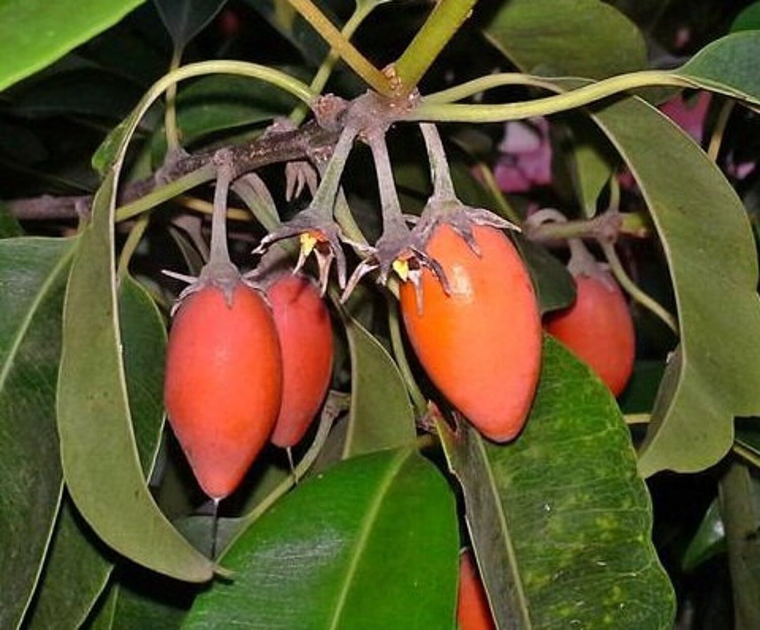 Mimusops elengi - Spanish Cherry