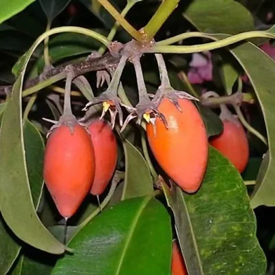 Mimusops elengi - Spanish Cherry