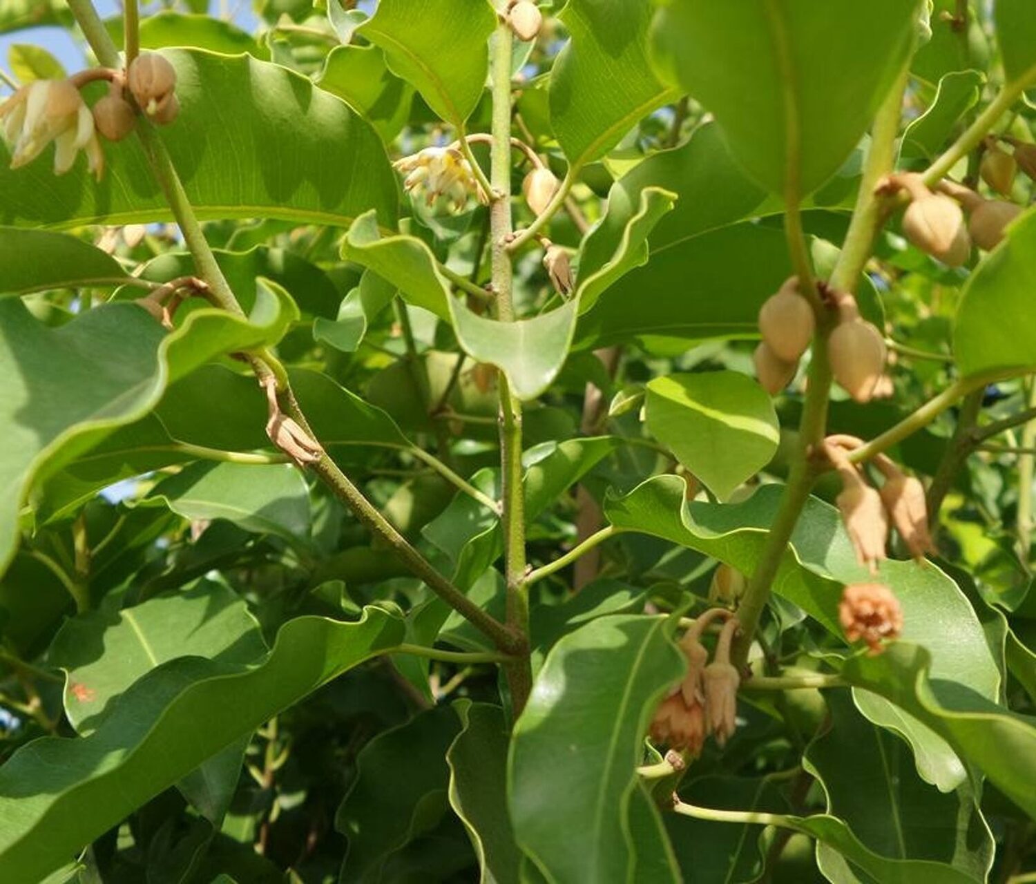 Mimusops elengi - Spanish Cherry - Image 2