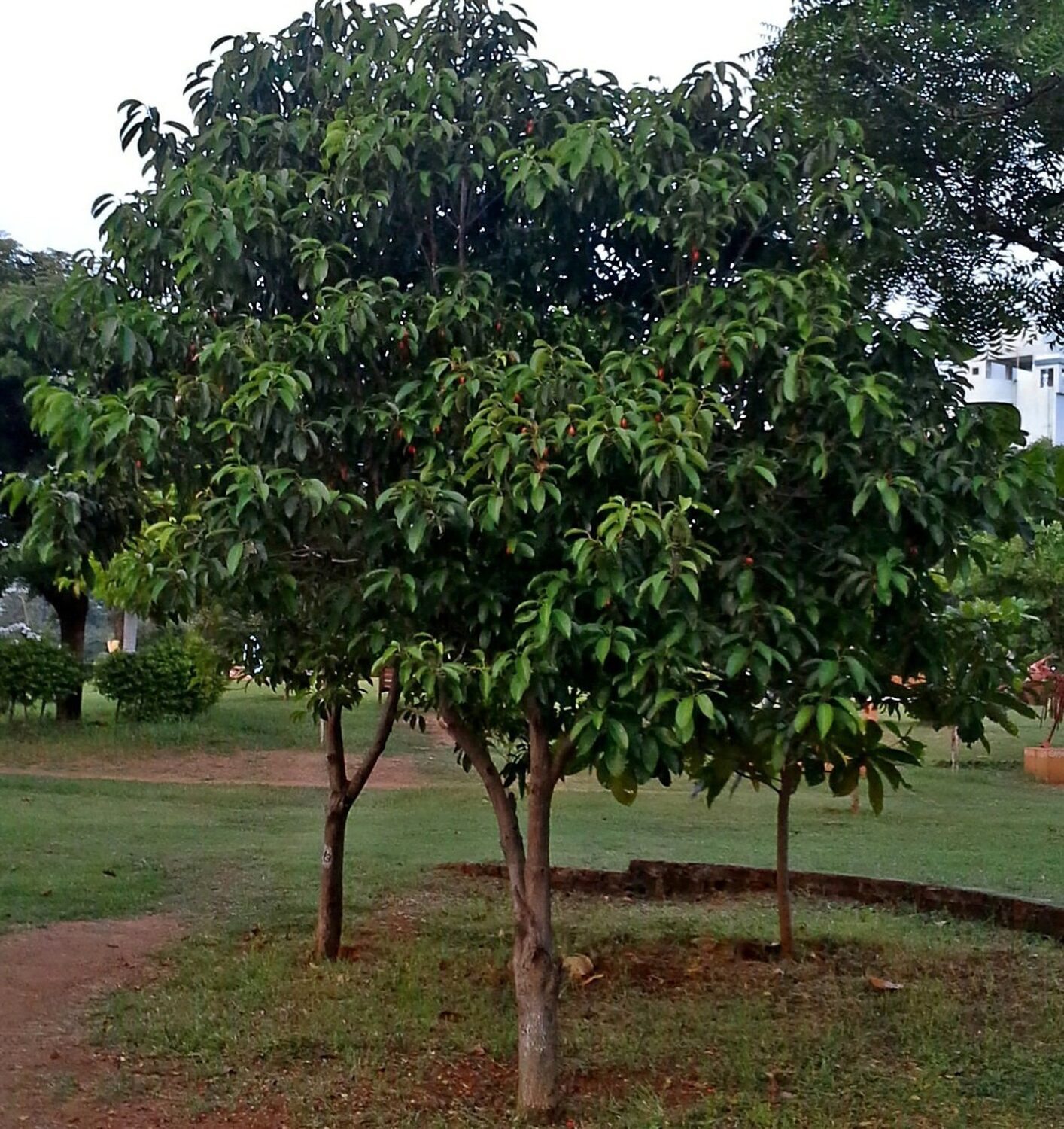 Mimusops elengi - Spanish Cherry - Image 4