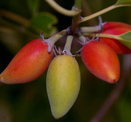 Mimusops elengi - Spanish Cherry - Image 6