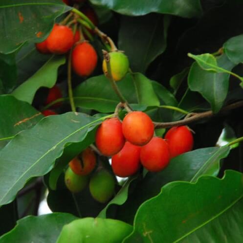 Mimusops elengi - Spanish Cherry - Image 7