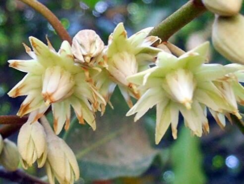 Mimusops elengi - Spanish Cherry - Image 9