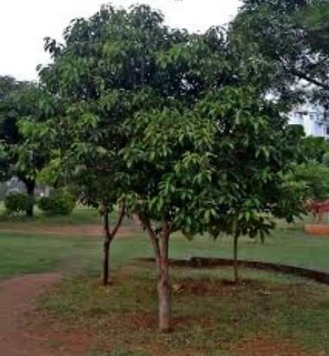 Mimusops elengi - Spanish Cherry - Image 10