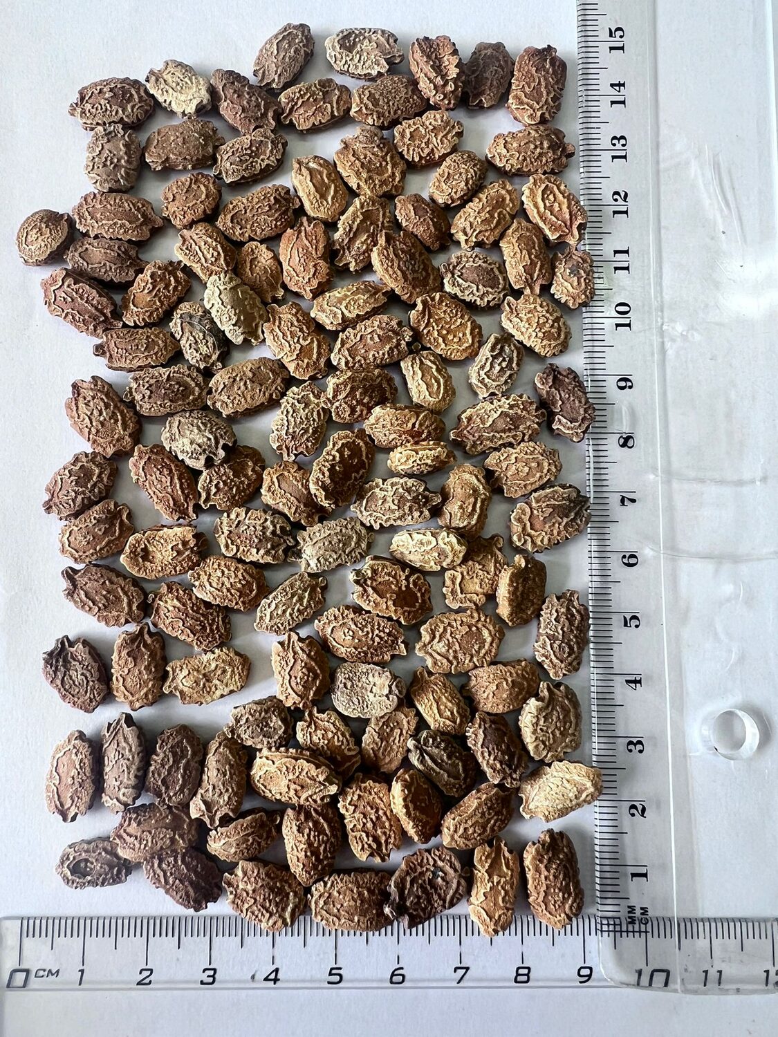 Momordica charantia 'White' - White Bitter Melon, White Bitter Apple, White Bitter Squash, White Bitter Gourd - Image 5