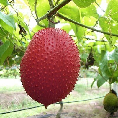 Momordica cochinchinensis - gac, gak, mini jackfruit, baby jackfruit - 3.00