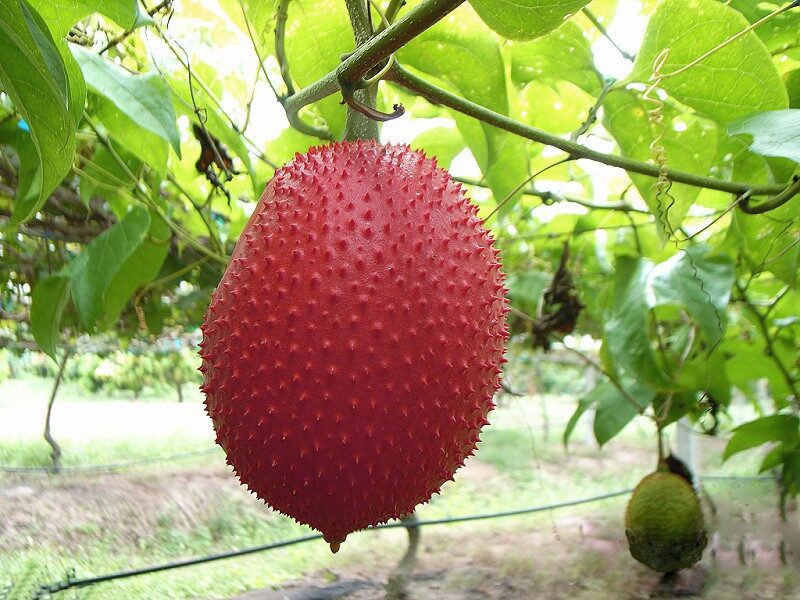 Momordica cochinchinensis - gac, gak, mini jackfruit, baby jackfruit
