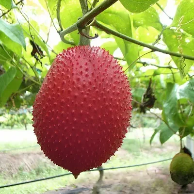 Momordica cochinchinensis - gac, gak, mini jackfruit, baby jackfruit