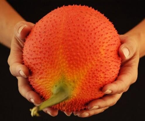 Momordica cochinchinensis - gac, gak, mini jackfruit, baby jackfruit - Image 2