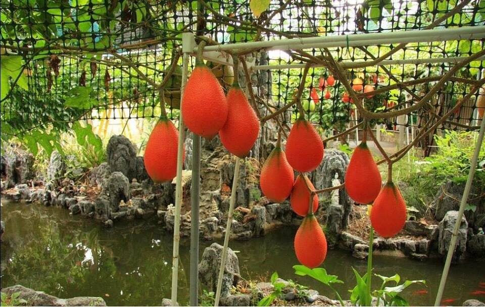 Momordica cochinchinensis - gac, gak, mini jackfruit, baby jackfruit - Image 8
