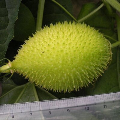Momordica subangulata subsp. renigera - Wild bitter gourd