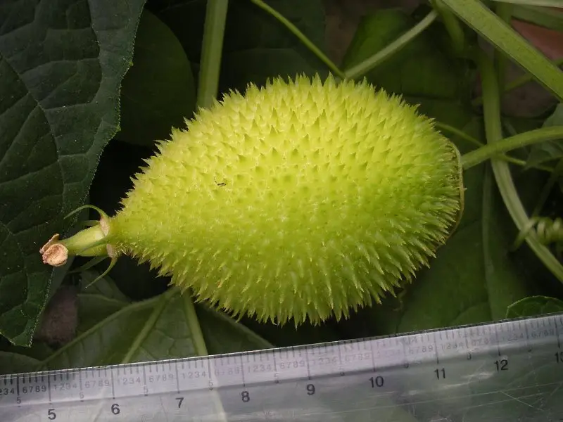 Momordica subangulata subsp. renigera - Spiny Bitter Gourd, Wild Bitter Melon, Teasel Gourd, Forest Bitter Cucumber