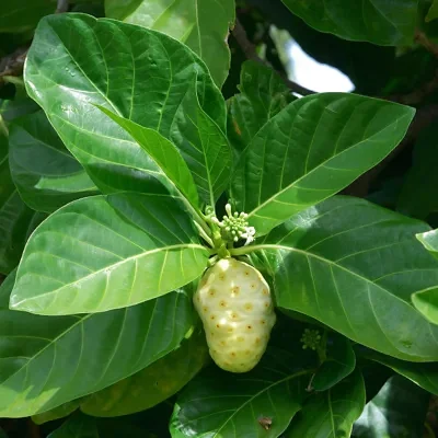 Morinda citrifolia - Noni, Indian Mulberry