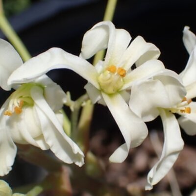 Moringa concanensis - Konkan Moringa