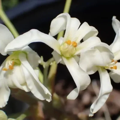 Moringa concanensis - Konkan Moringa