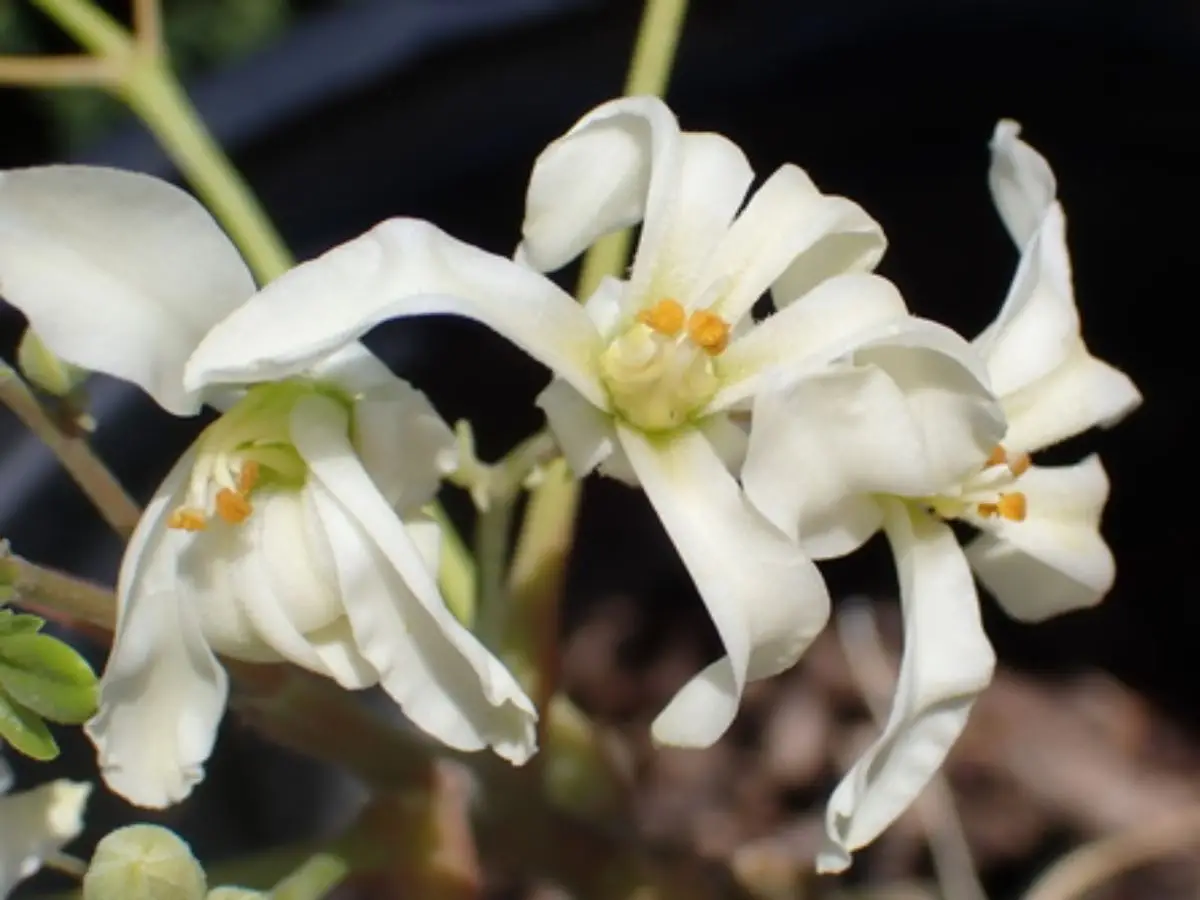 Moringa concanensis - Konkan Moringa