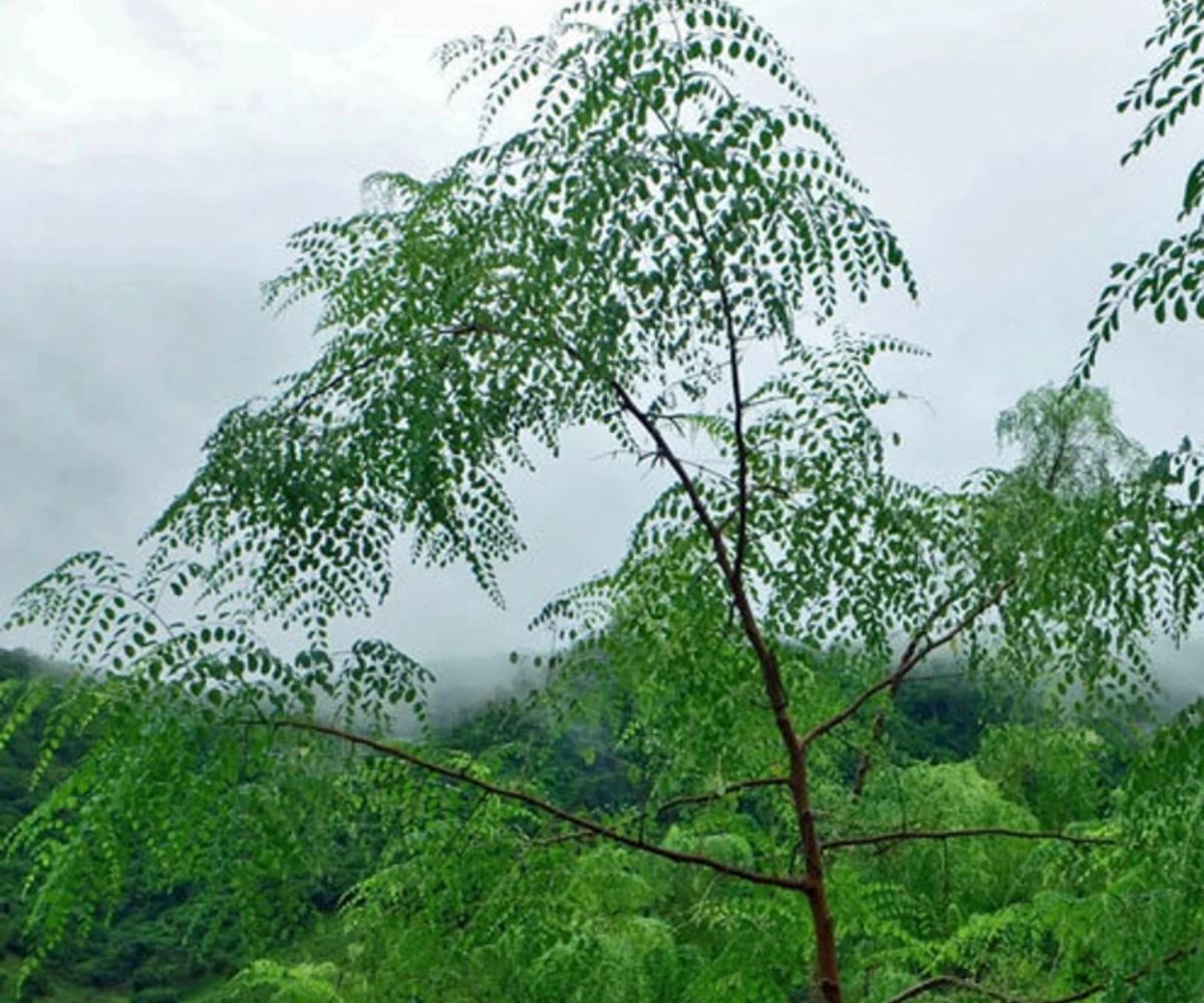 Moringa concanensis - Konkan Moringa - Image 2