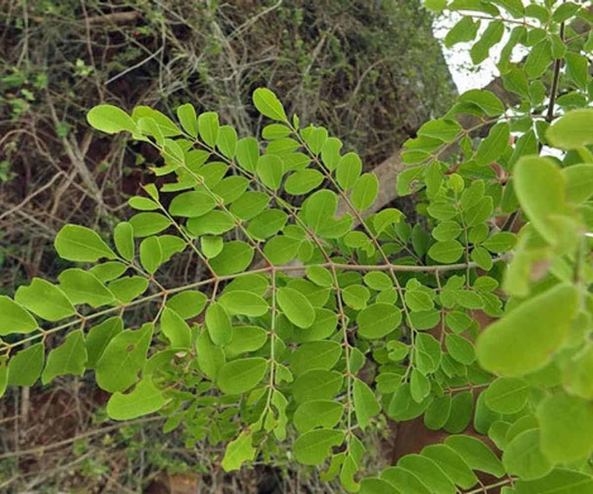 Moringa concanensis - Konkan Moringa - Image 3