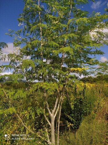 Moringa concanensis - Konkan Moringa - Image 4