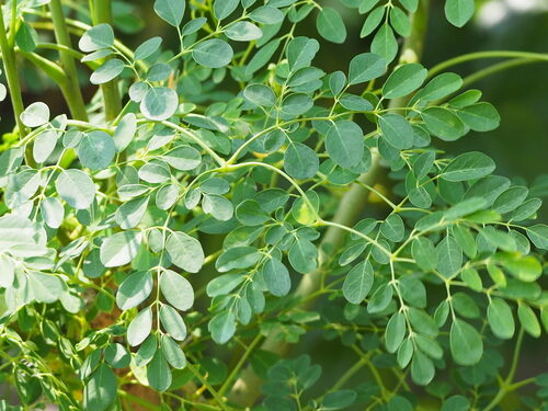 Moringa concanensis - Konkan Moringa - Image 6