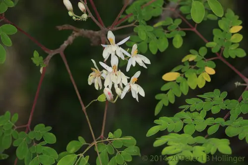 Moringa concanensis - Konkan Moringa - Image 8