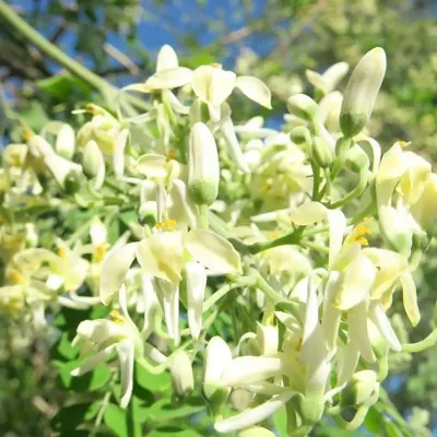 Moringa oleifera - Moringa, Drumstick Tree, Horseradish Tree, And Ben Oil Tree, Benzolive Tree